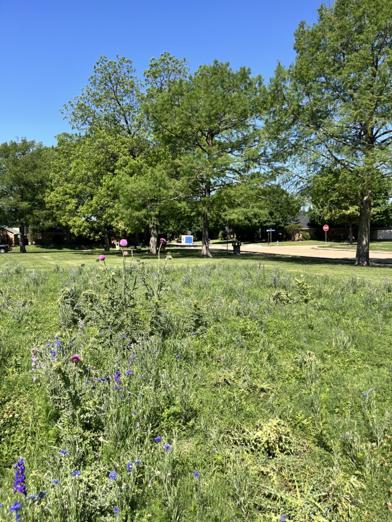 2026 Crowley Park Wildflowers Update11