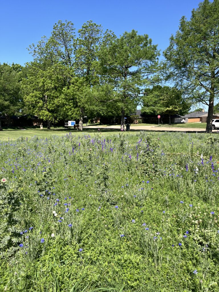 2026 Crowley Park Wildflowers Update12