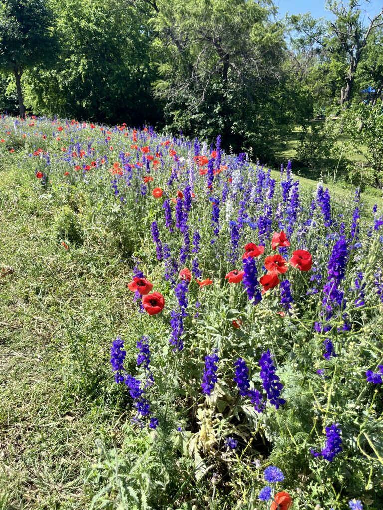 2026 Crowley Park Wildflowers Update14