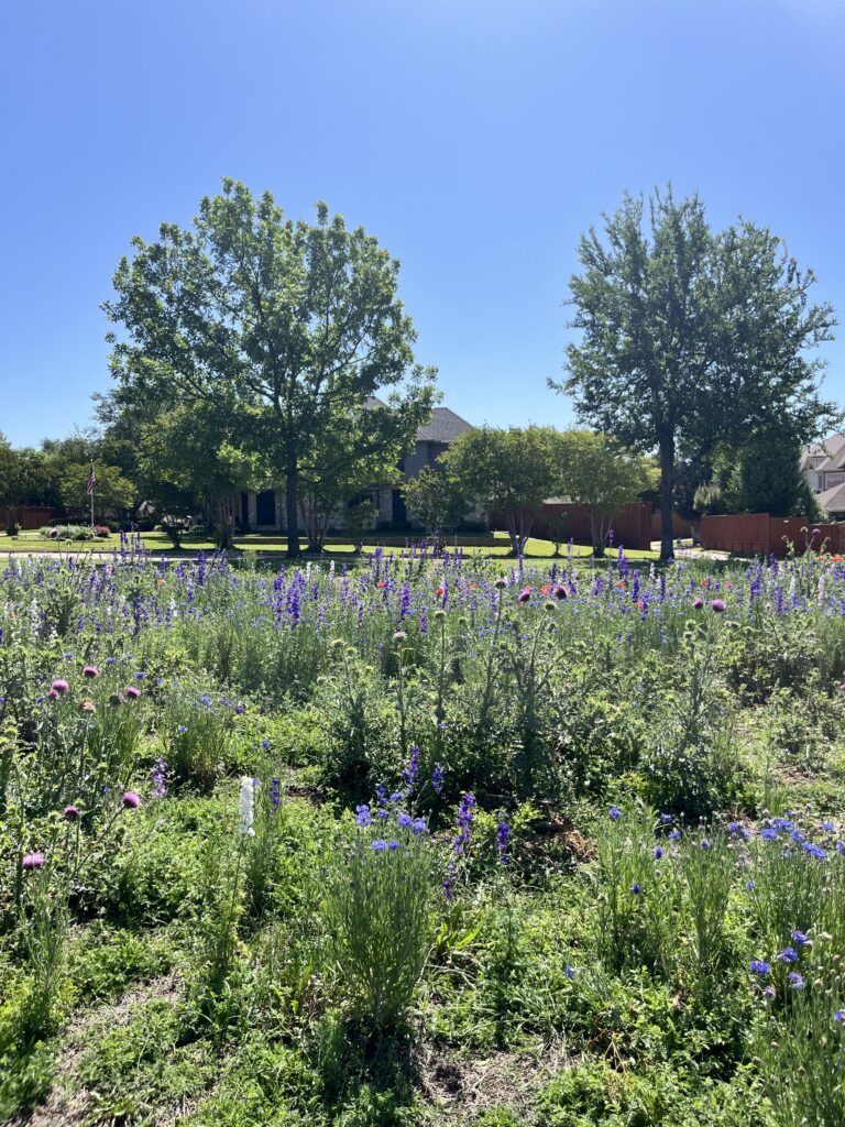 2026 Crowley Park Wildflowers Update22