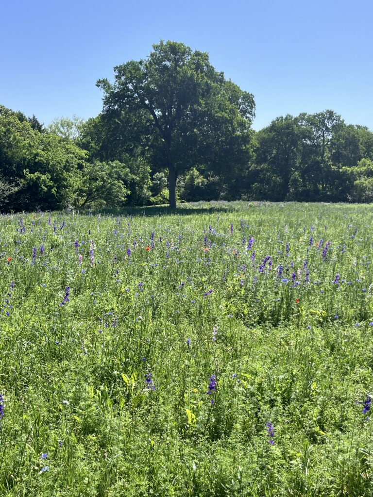 2026 Crowley Park Wildflowers Update5