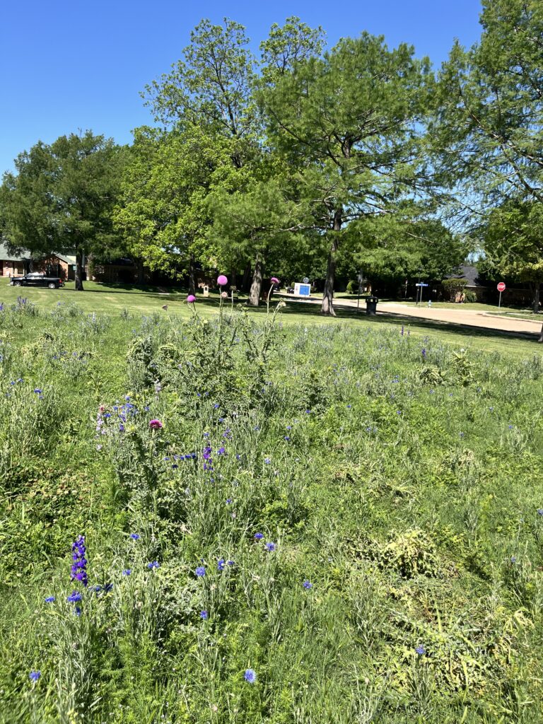 2026 Crowley Park Wildflowers Update7