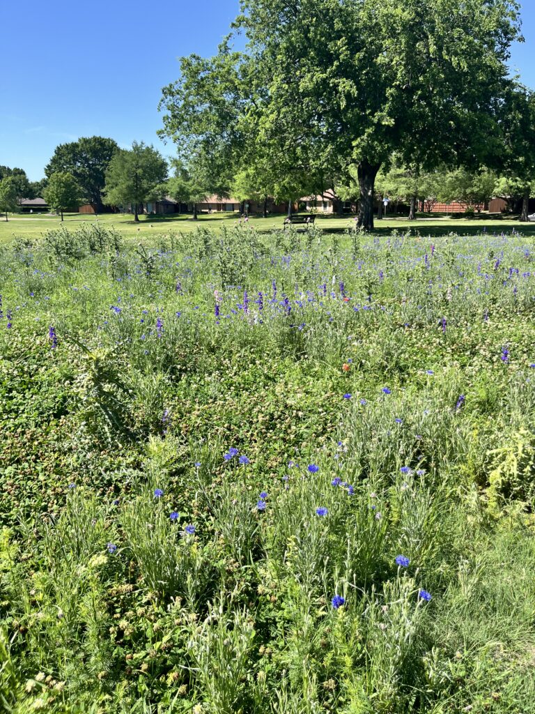 2026 Crowley Park Wildflowers Update8