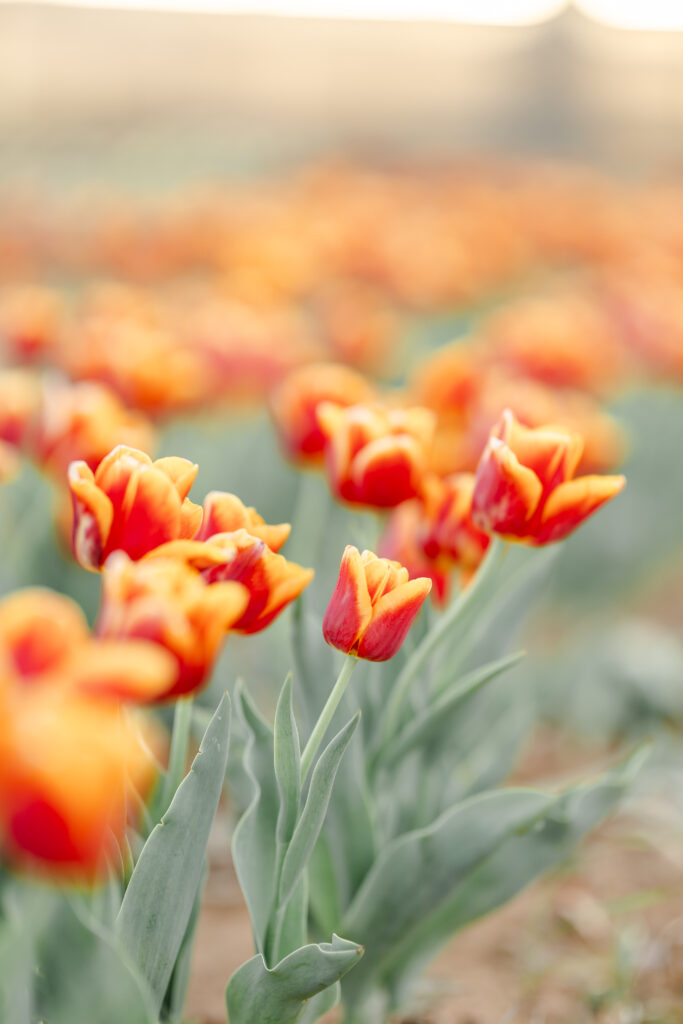 Mini session at Texas Tulips in Pilot Point during spring
